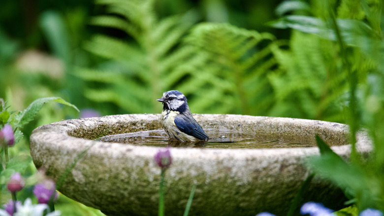Small bird in a bird bath among greenery
