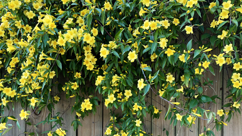Carolina jessamine covers a plain fence is bright trumpet-shaped yellow flowers and lush foliage