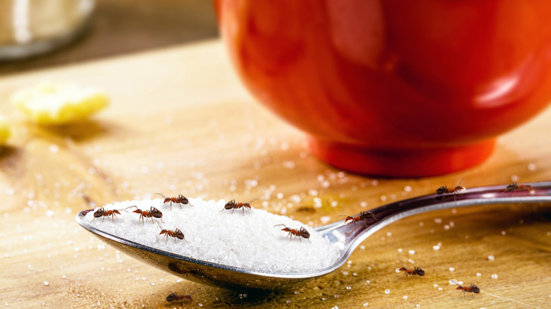 Ants in a kitchen on a spoon of sugar.