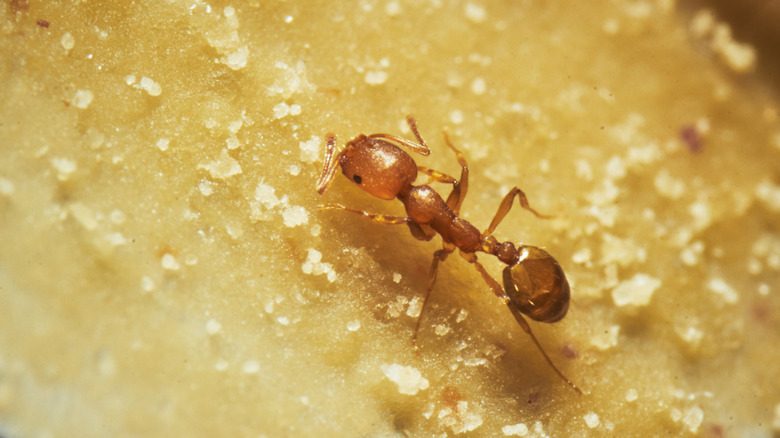 An ant ingests part of a peanut butter and powder ant bait