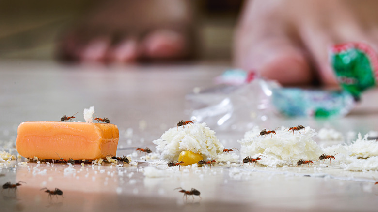 Ants on the floor in a home