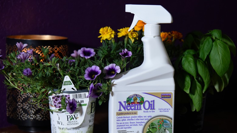 A spray bottle of neem oil next to plants