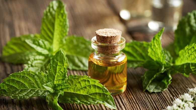 A bottle of peppermint oil