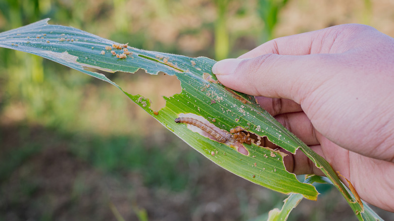 Person holding corn leaf where an armyworm causes damage