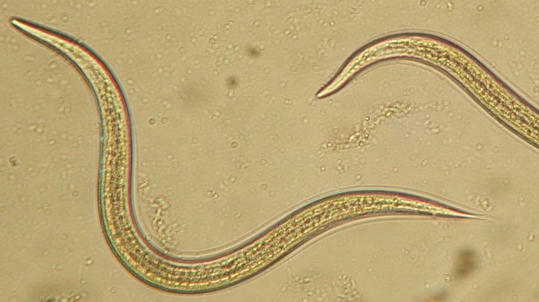 Microscopic image of Steinernema carpocapsae, the type of beneficial nematodes that attack armyworms
