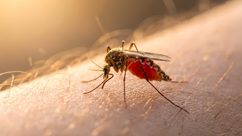 A macro shot of a mosquito feeding on a human