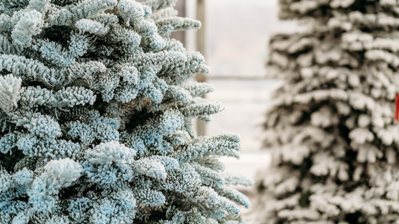 Fluffy-looking flocked Christmas trees for sale