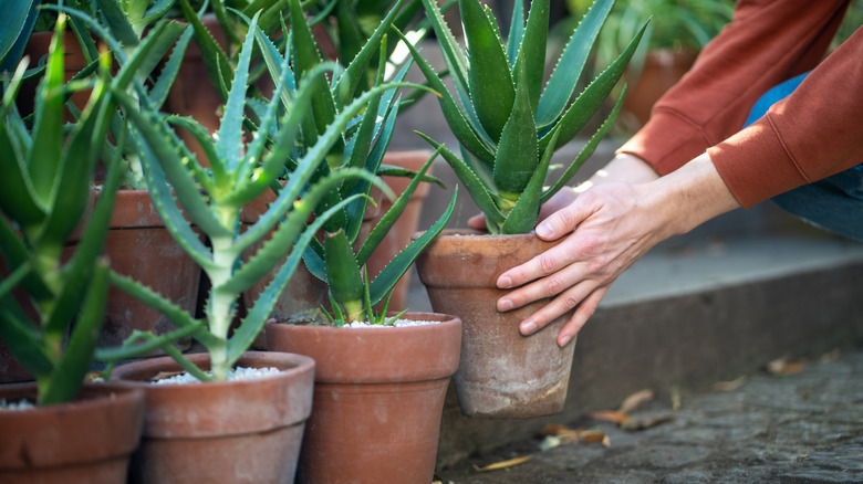 Pair of hands picking up aloe plant