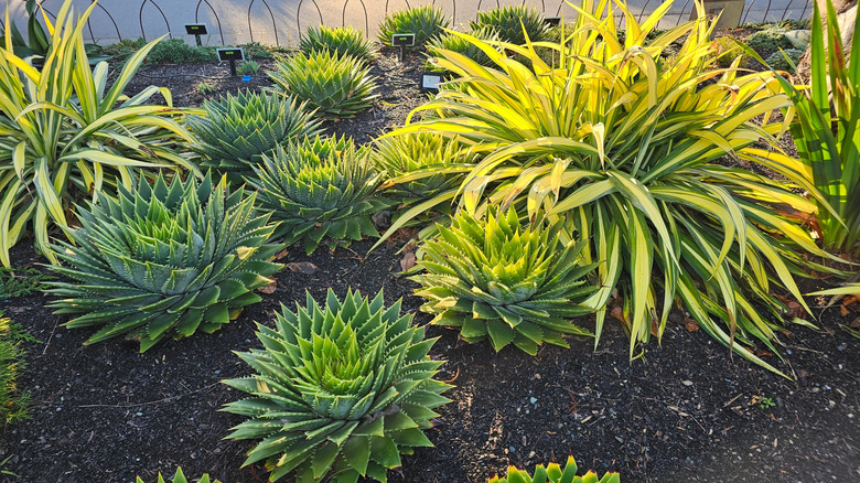 Spiral aloe growing in a succulent garden