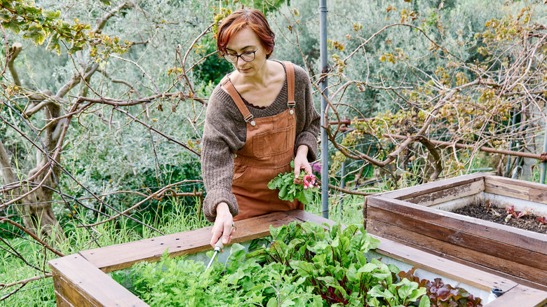 A person harvests radishes from their wooden raised garden bed using a small knife.