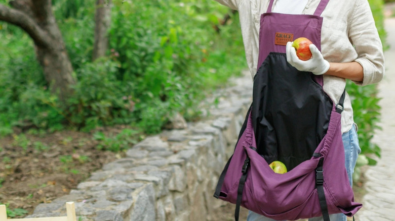 A person wears a purple gardening apron with apples in the large front pocket while holding an apple in one hand.