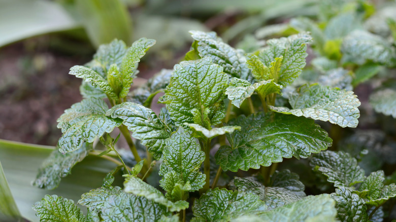 lemon balm planted in garden