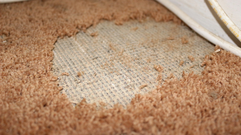 Carpet damaged by moth