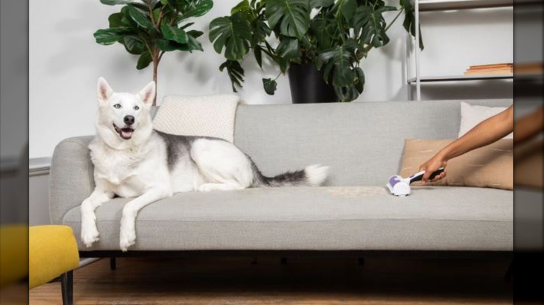 person using BLACK+DECKER tool on couch beside dog