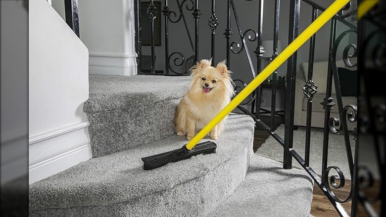 FURemover rubber broom being used on stairs beside small dog