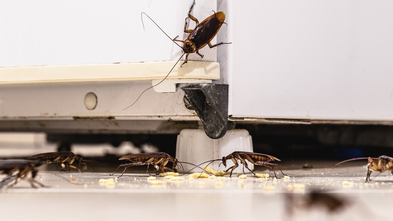 Cockroaches crawling in the kitchen