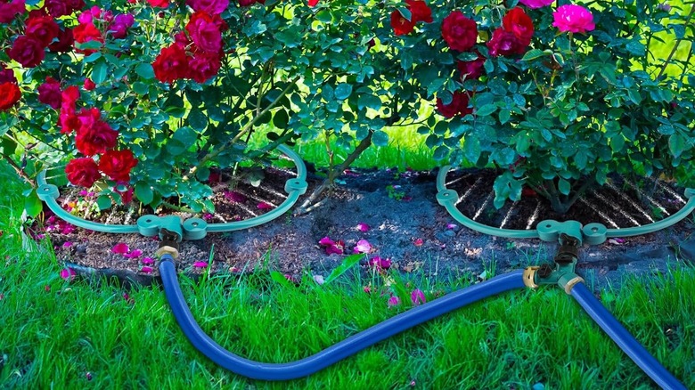 the HEYTIMI 360-degree watering ring for trees, shrubs, and circular flower beds