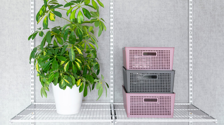 Schefflera and three plastic containers with lids on a metal shelf. Fragment of a metal storage system.