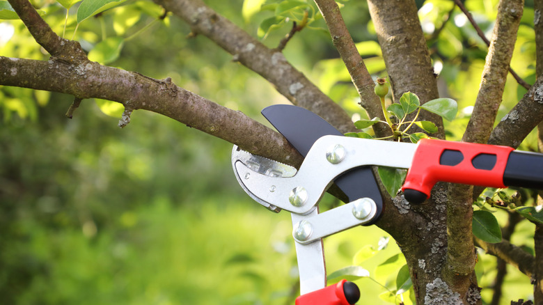 Large pruning shears on a branch ready to cut