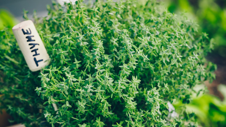 Closeup of thyme plant with small white sign with Thyme written on it.