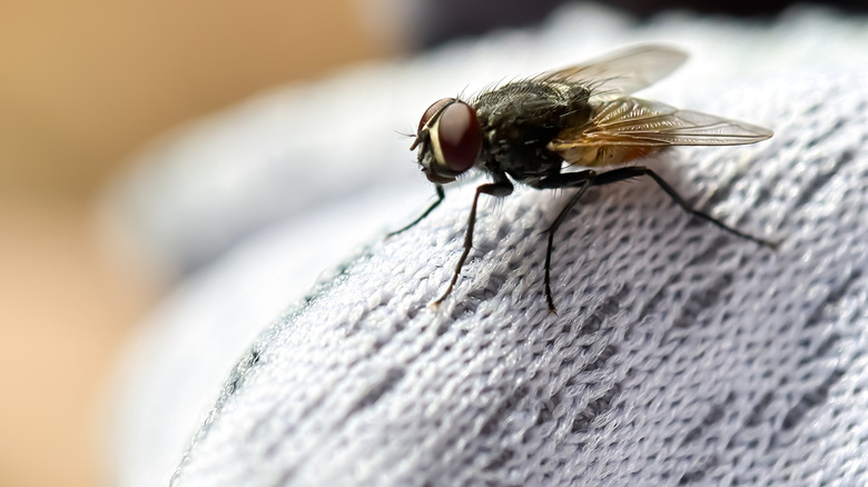 Close up of house fly sitting on fabric