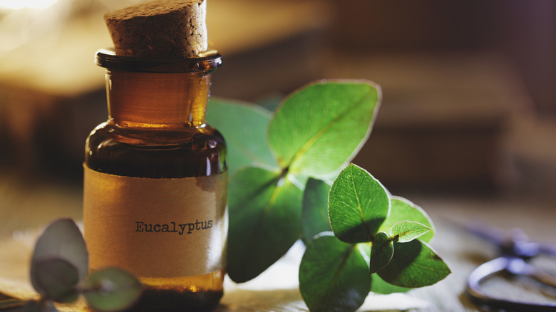 A brown bottle labeled as eucalyptus is corked and sitting next to plant leaves