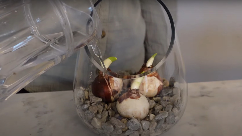 Watering paperwhite bulbs