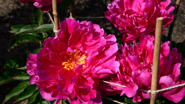 Pink peonies upright in garden held with bamboo stakes and twine