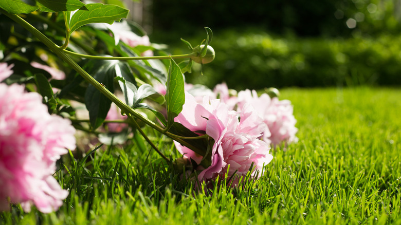 Heavy pink peonies laying on the grass in a backyard.