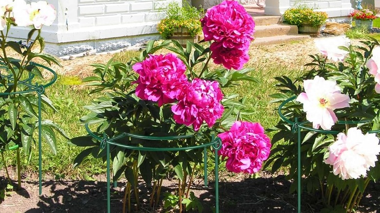 MJZ Peony Cages and Supports holding up a series of pink peonies