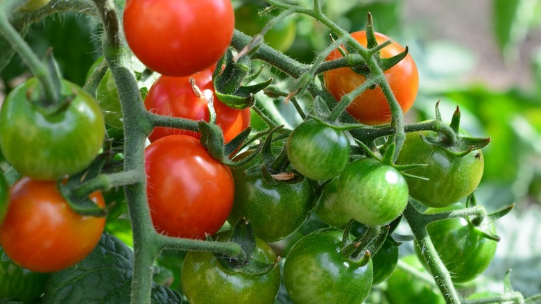 Photo of a person picking a dark purple tomato from a full vine.