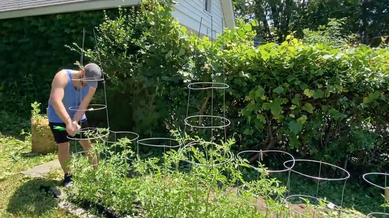 Person fastening DIY tomato cage garden trellis solution.