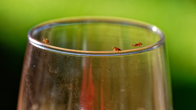 Fruit flies on rim of wineglass