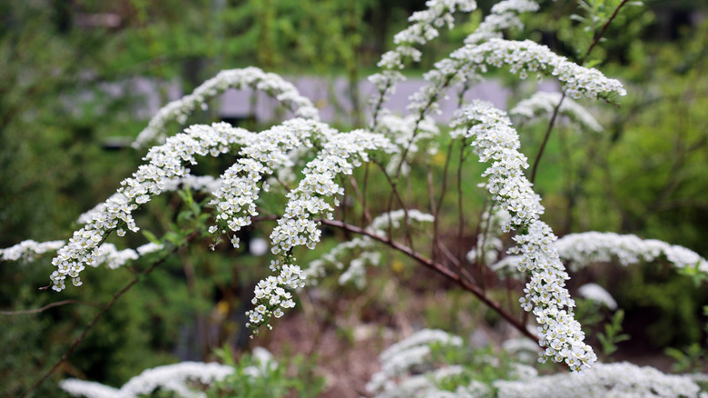 Virginia sweetspire branch with long clumps of white flowers