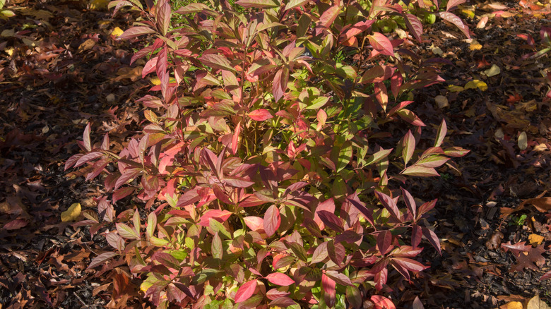 Virginia sweespire leaves turning red in autumn