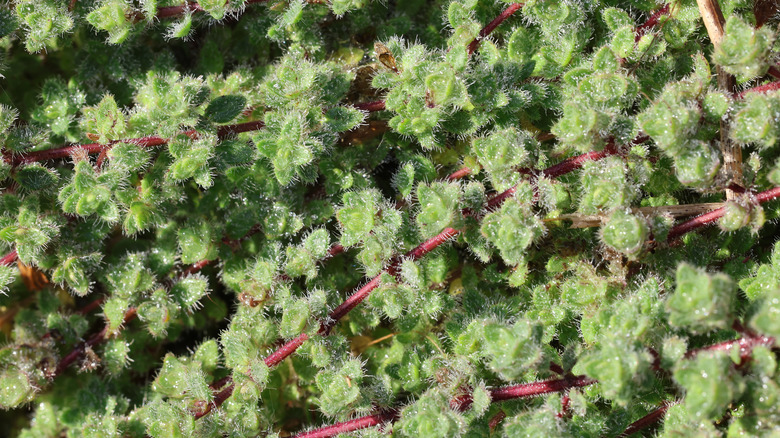 Woolly thyme with bright thick fuzz on leaves