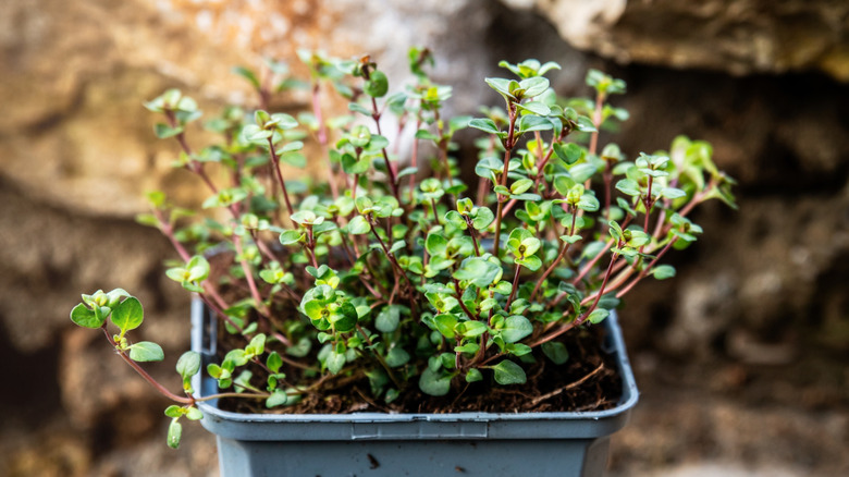 A single plug of creeping thyme in a small plastic pot