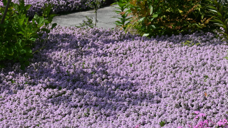 Purple flowers covering a creeping thyme ground cover near a walkway