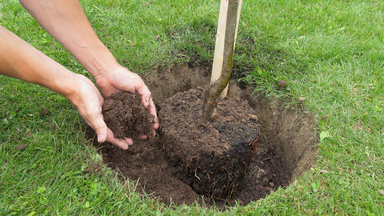 A gardener backfilling the planting hole by hand after placing the tree in the center of it
