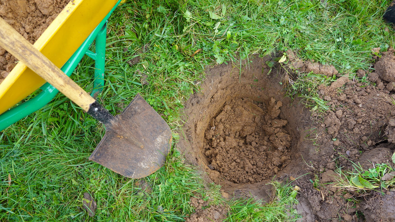 A freshly dug planting hole with a shovel sitting next to it and leaning on a wheelbarrow