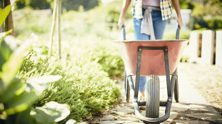 Low angle of a person pushing a wheelbarrow down a garden path.