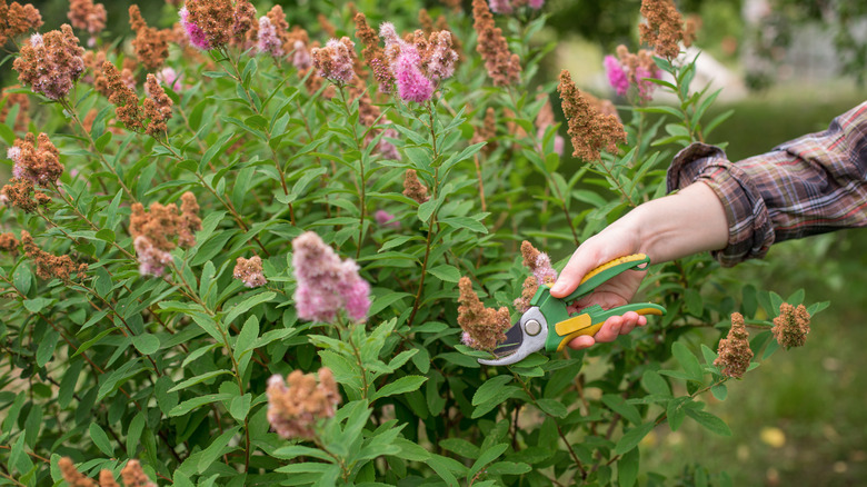 Person pruning a spiraea bush