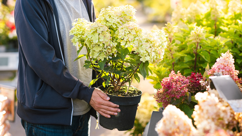 Person picking up a hydrangea plant in a shop