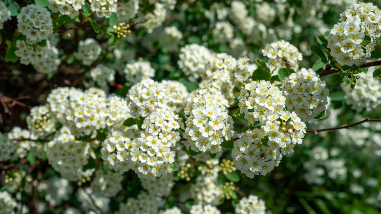 Spiraea cantoniensis in bloom