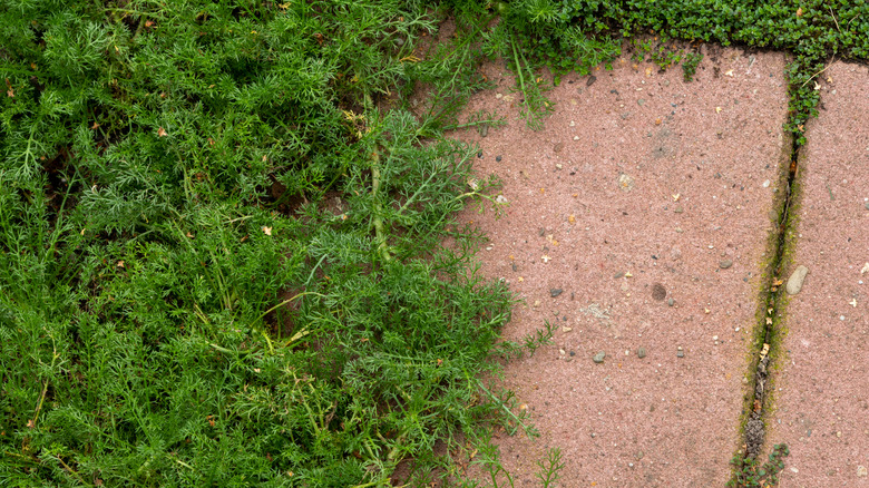 Closeup of a chamomile lawn next to paver stones.