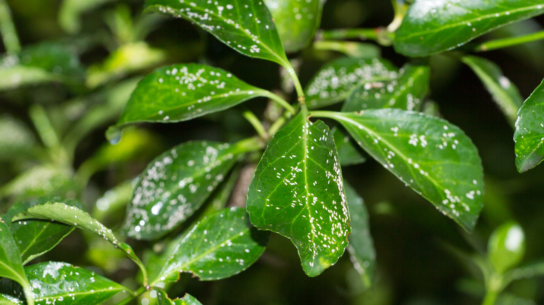 Mealybug infestation on a plant