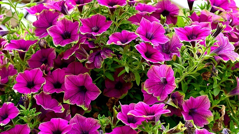 Supertunia 'Picasso in Purple' flowers in bloom