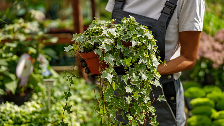 gardener holding lush ivy plant