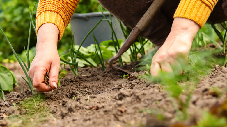 Person pulling weeds in garden bed