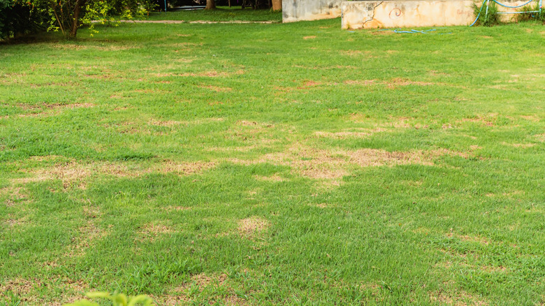 A backyard lawn is patchy and unhealthy.